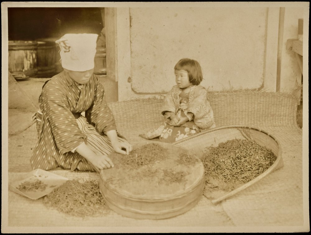 Sorting the tea leaves.
