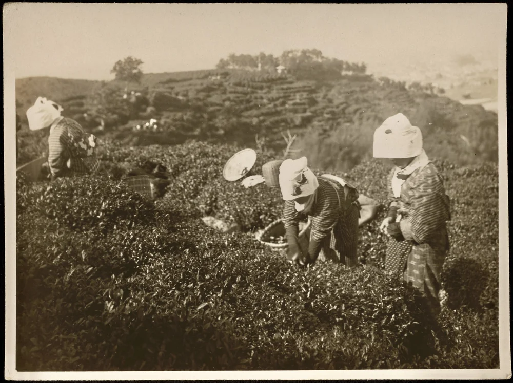 Harvesting tea leaves in Japan