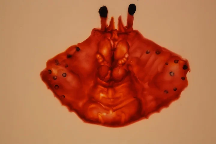 Clay-on-glass crab torso test
