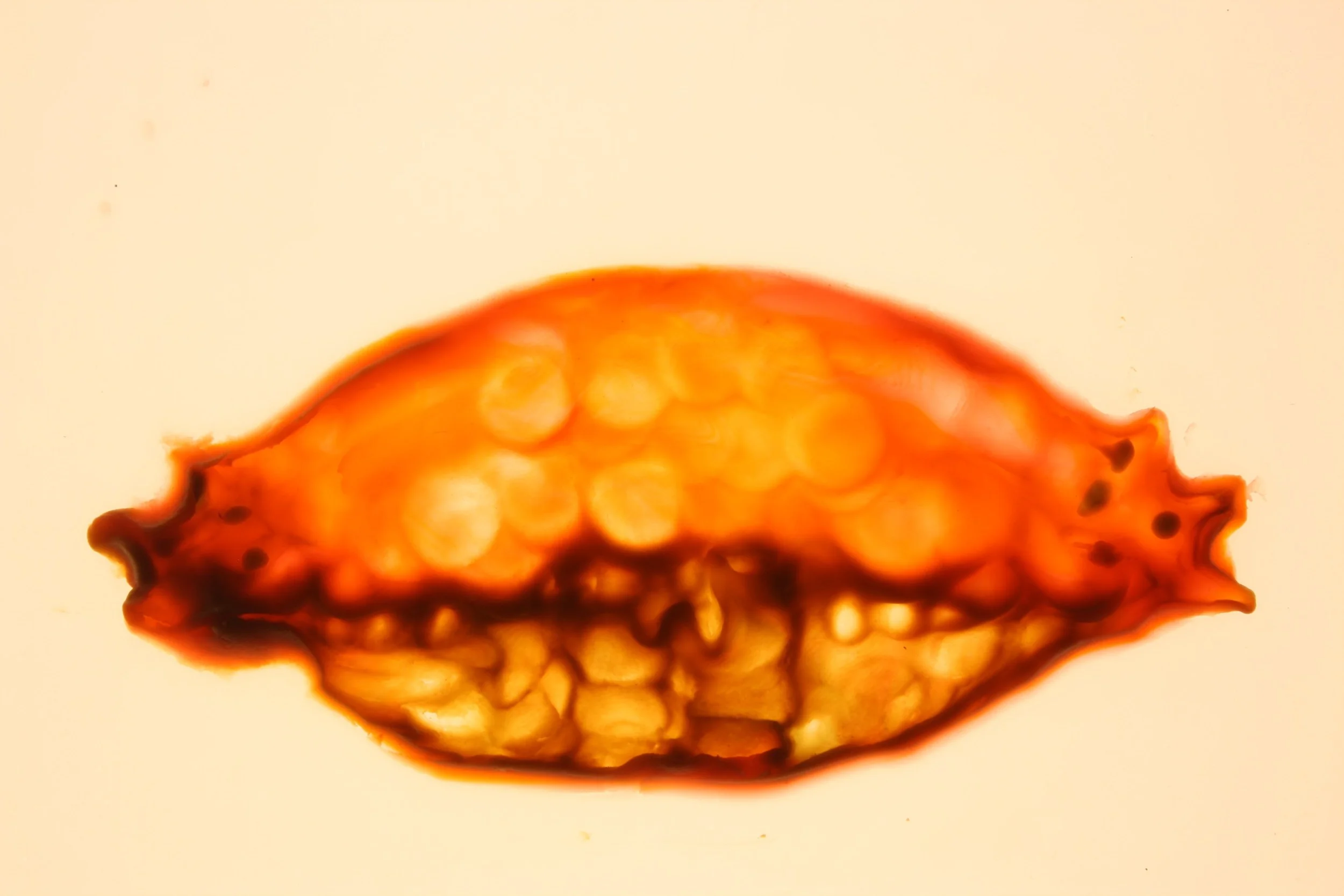 crab_003_01_0014.jpg