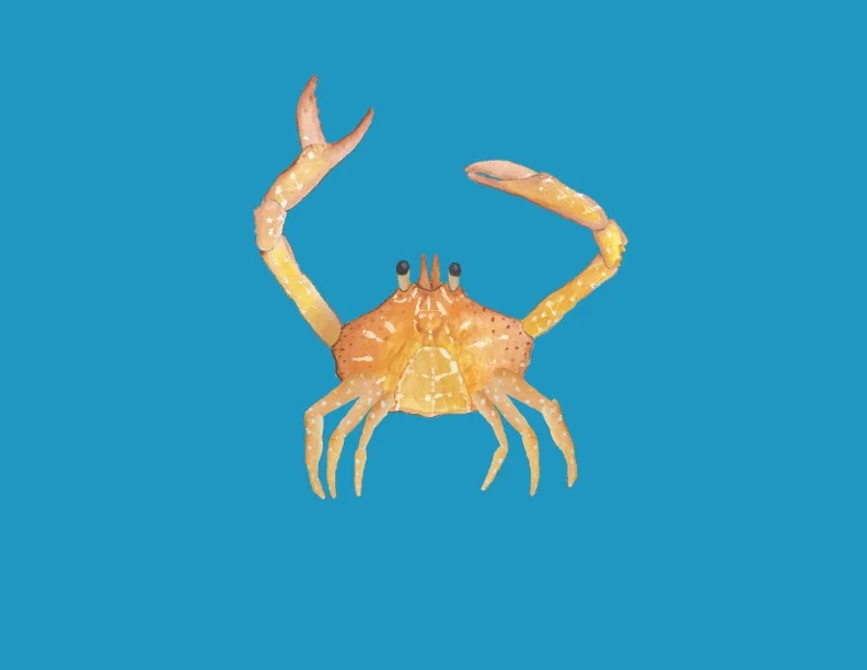 An early design for the crab