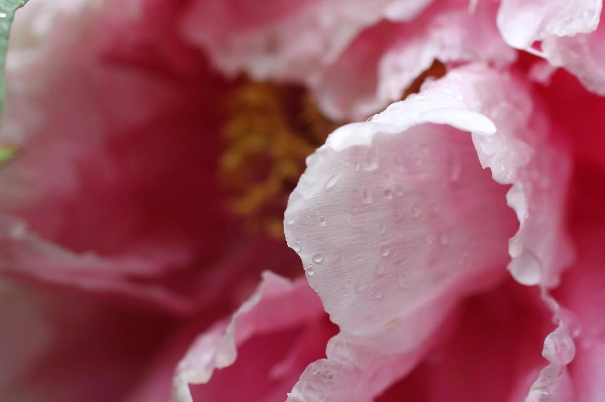 peony2.jpg