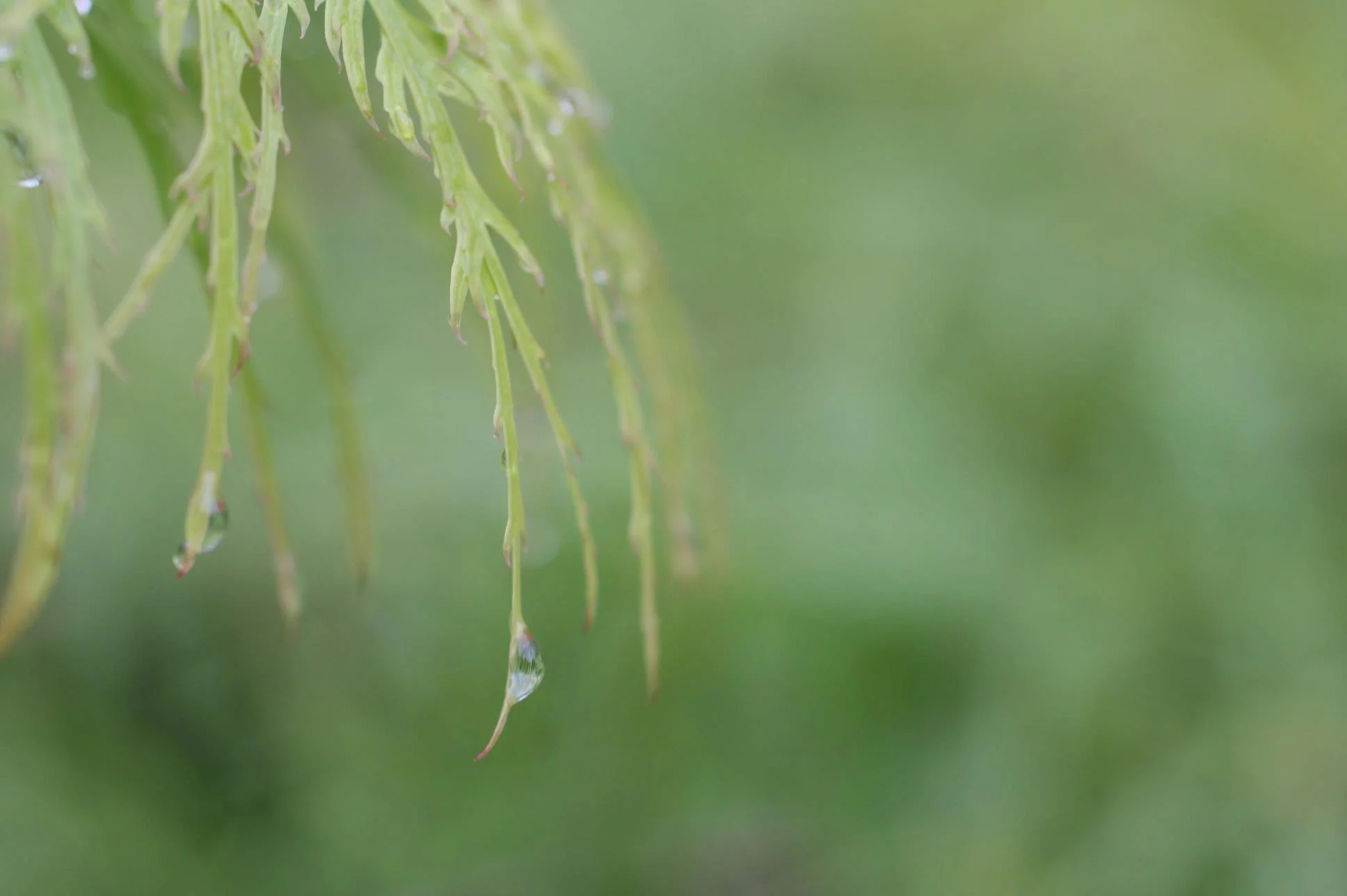 droplet.jpg