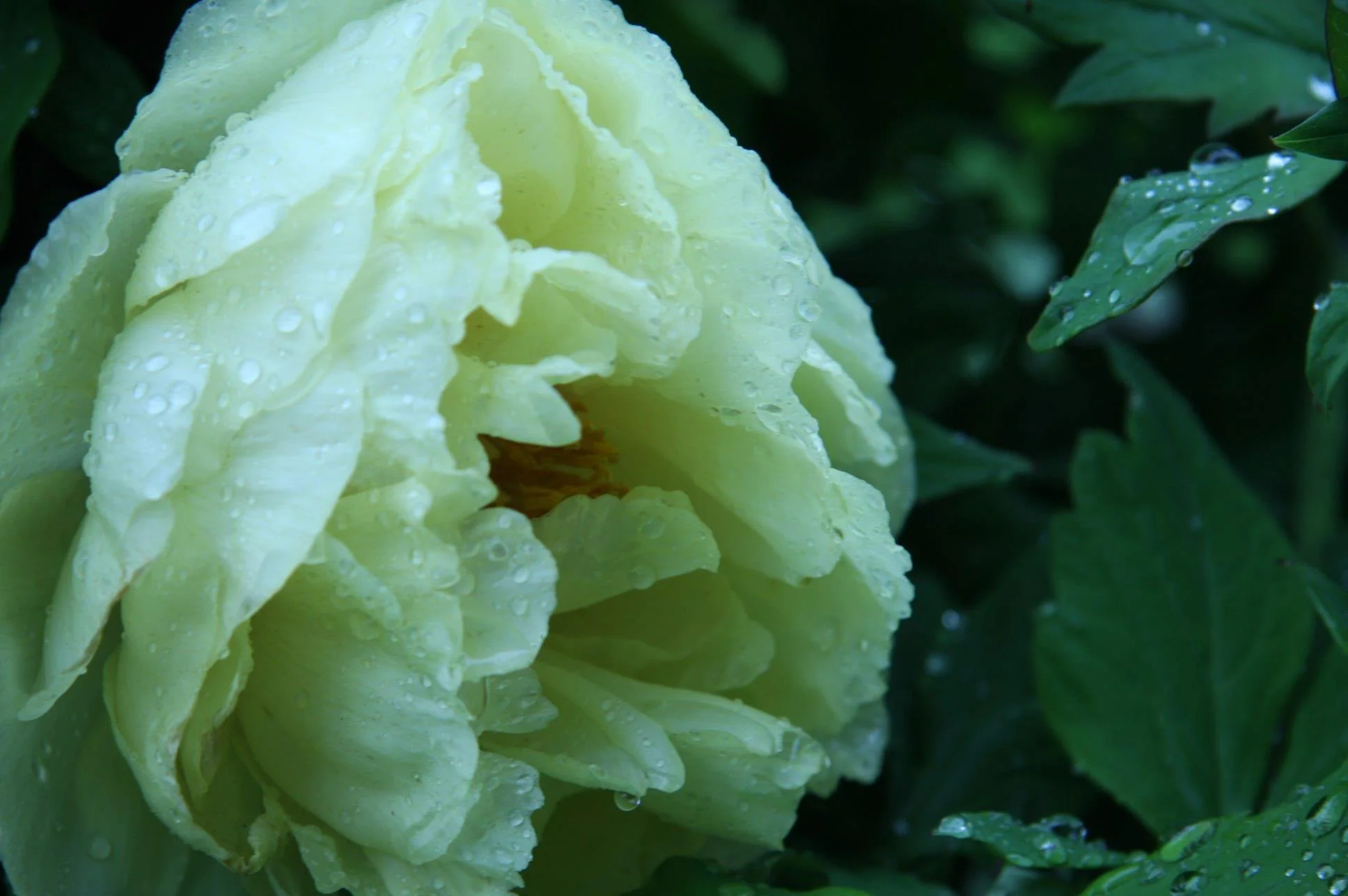 peony.jpg