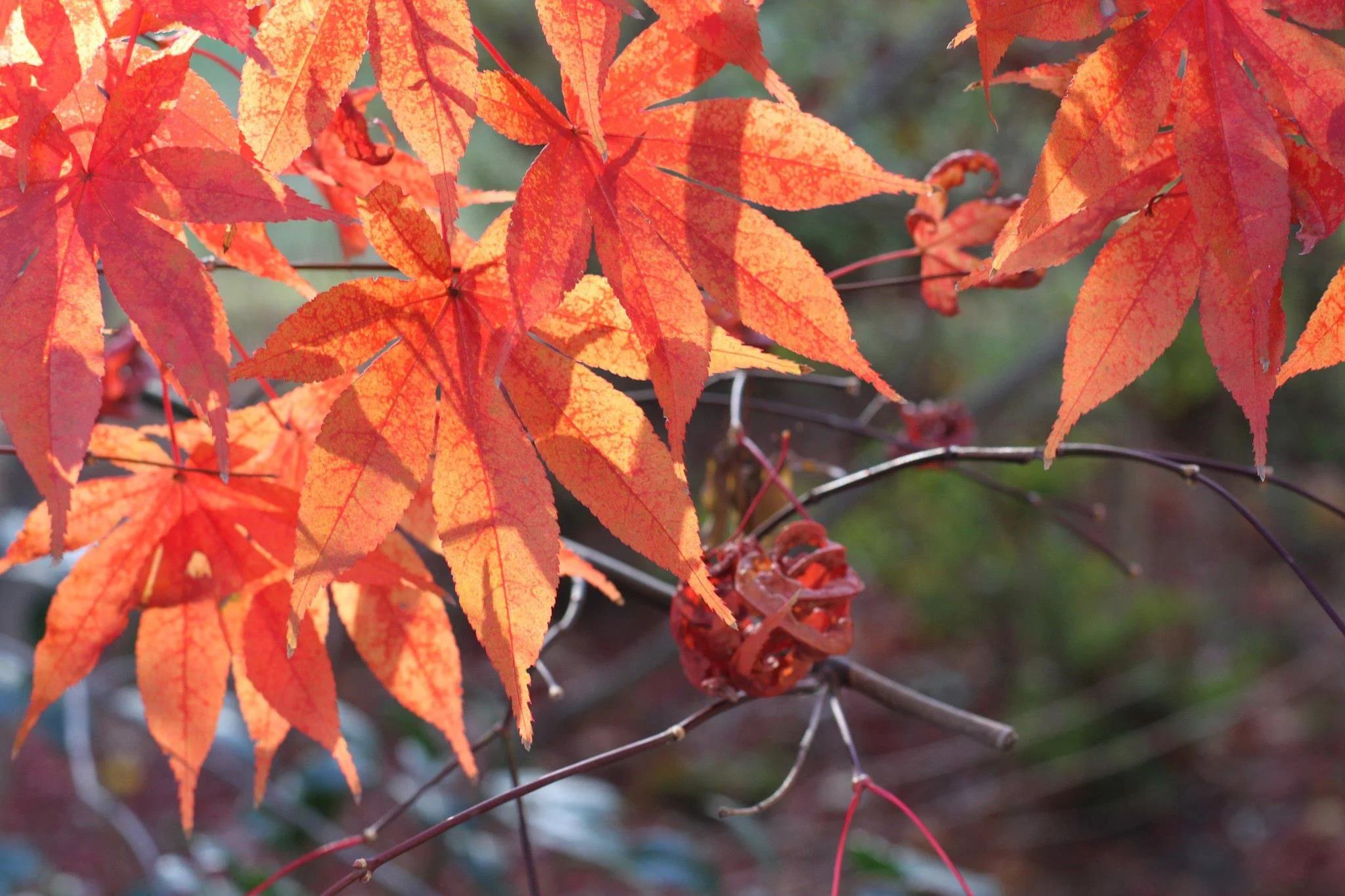 fall.jpg