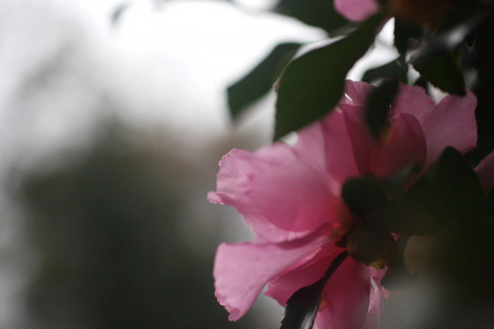 flower.jpg