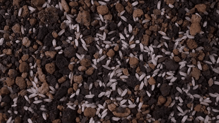 A Black Rail's Tale-high (6).gif