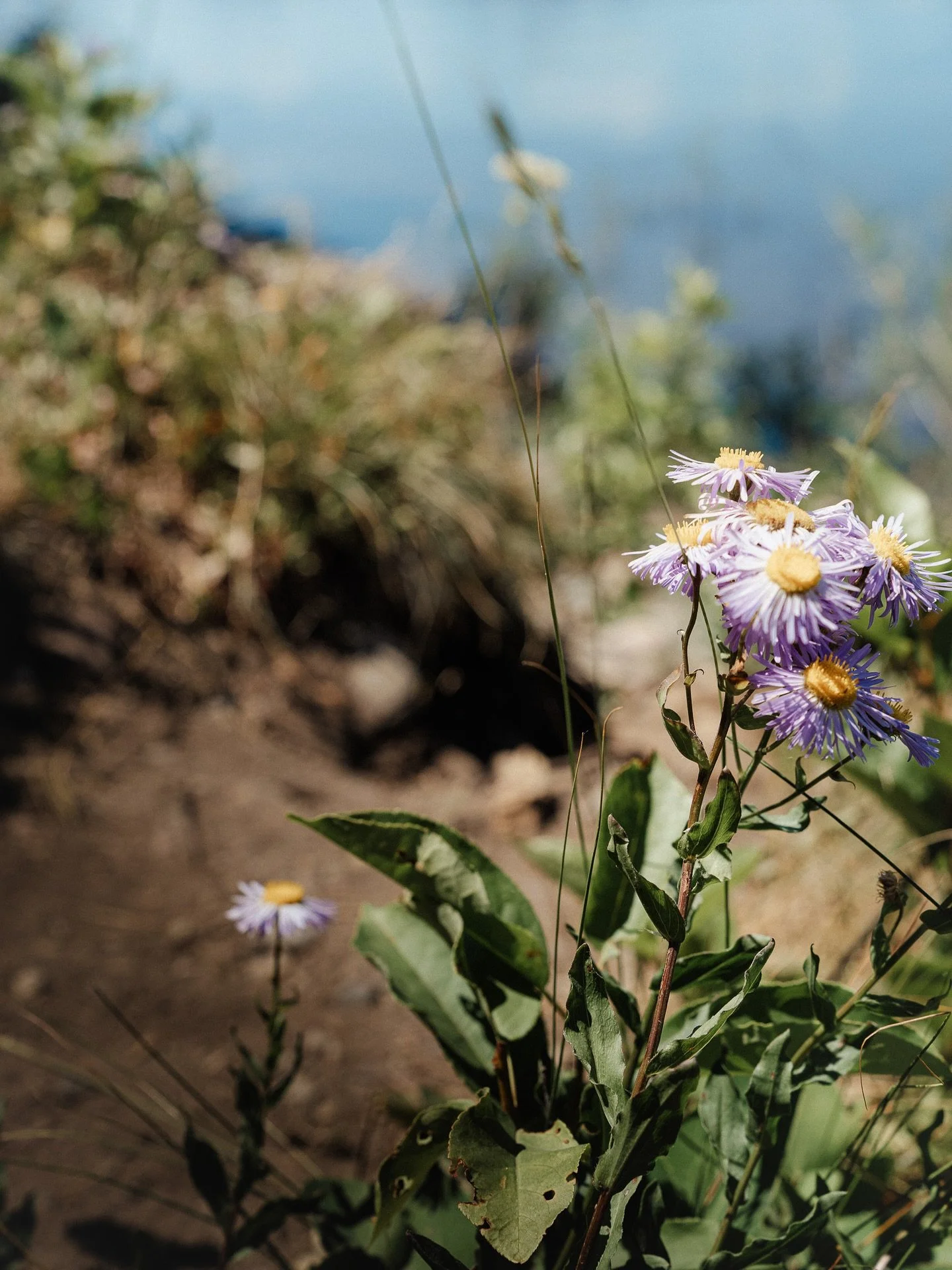 Can the views get any better than this?! Every view hiking in the Tetons literally feels like a screensaver in real life. 🫶🌱🌼🪻🏔️

#grandtetons #tetonnationalpark #nationalpark #adventure #hikingcouple #wyoming #wildflowerseason #traillife