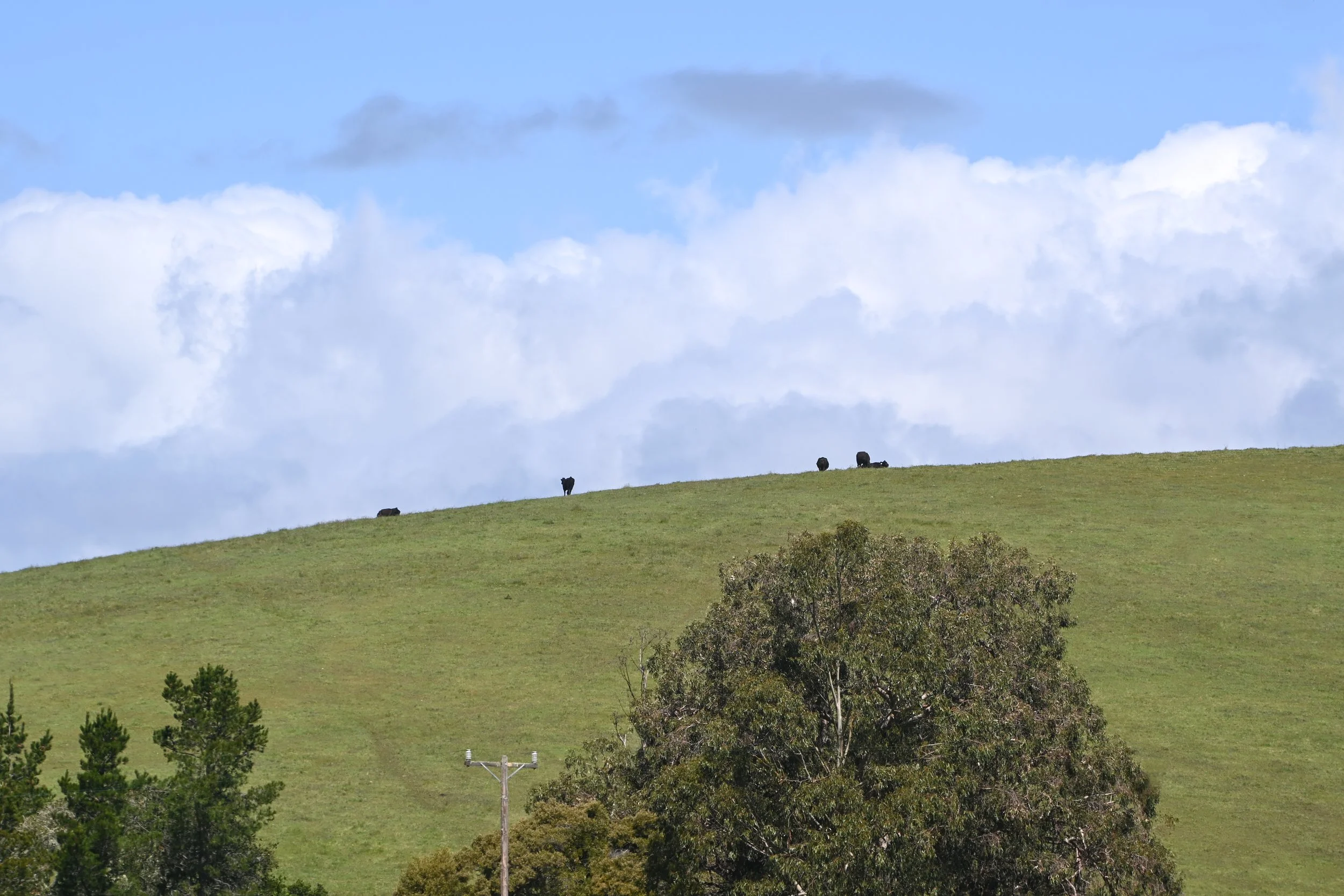 4144 Harmony Valley-2.jpg