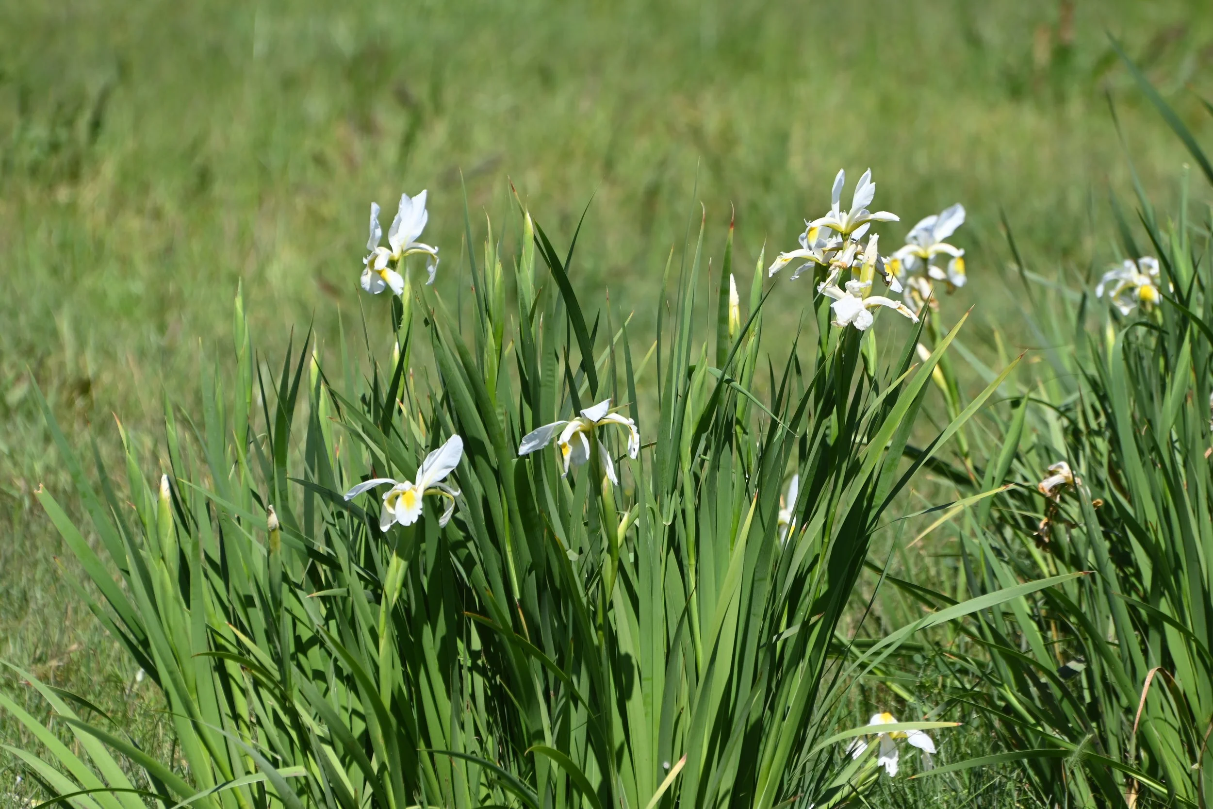 4144 Harmony Valley-8.jpg