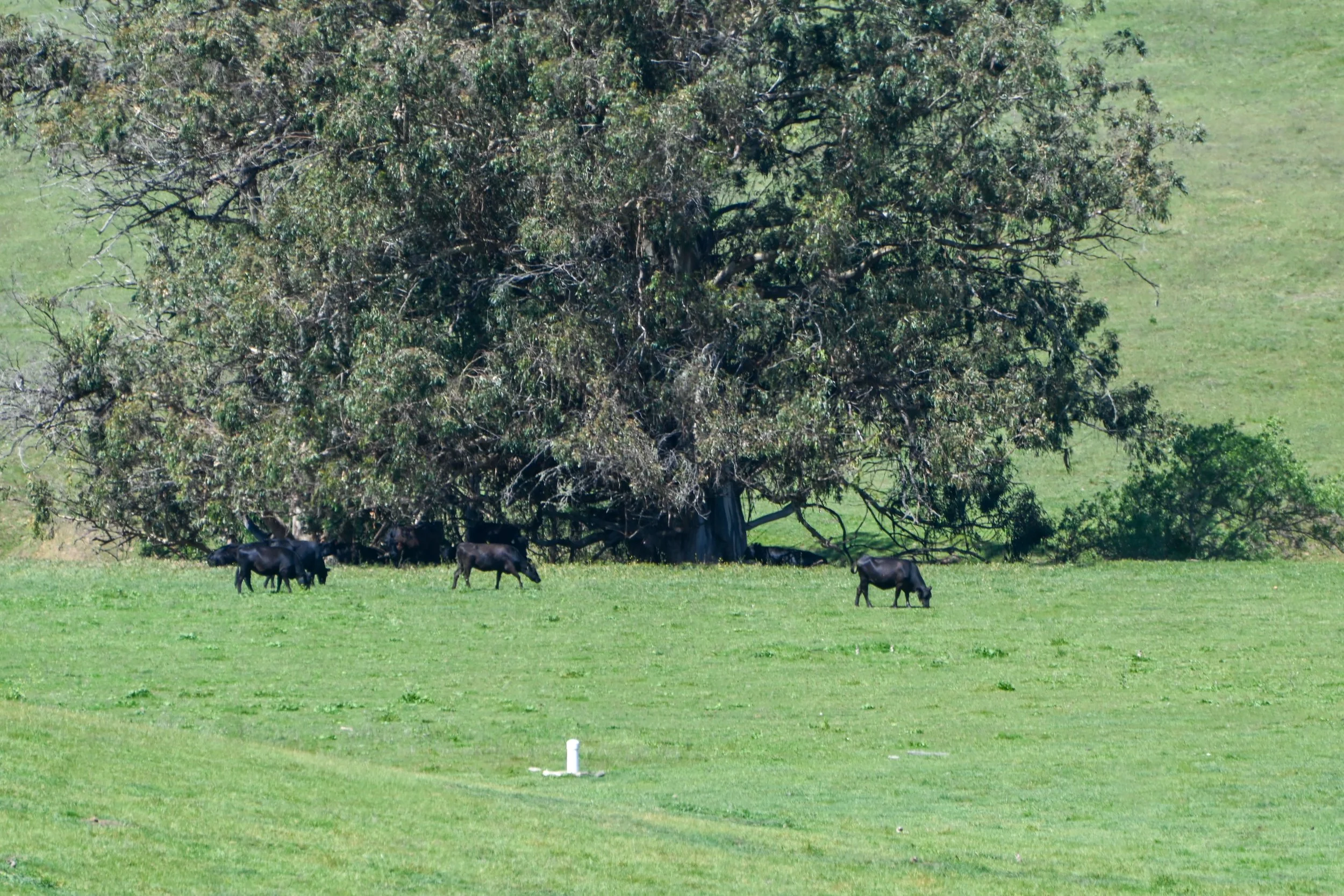 4144 Harmony Valley-29.jpg