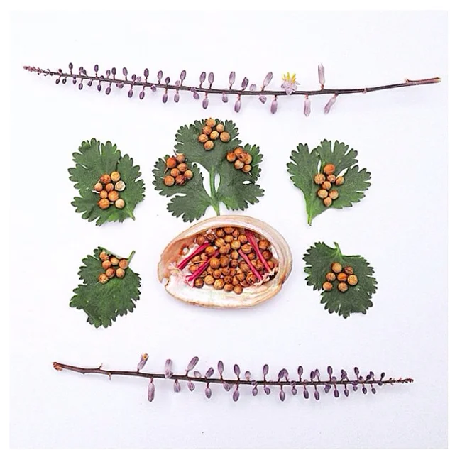 Coriander/ Cilantro, photo by Raven