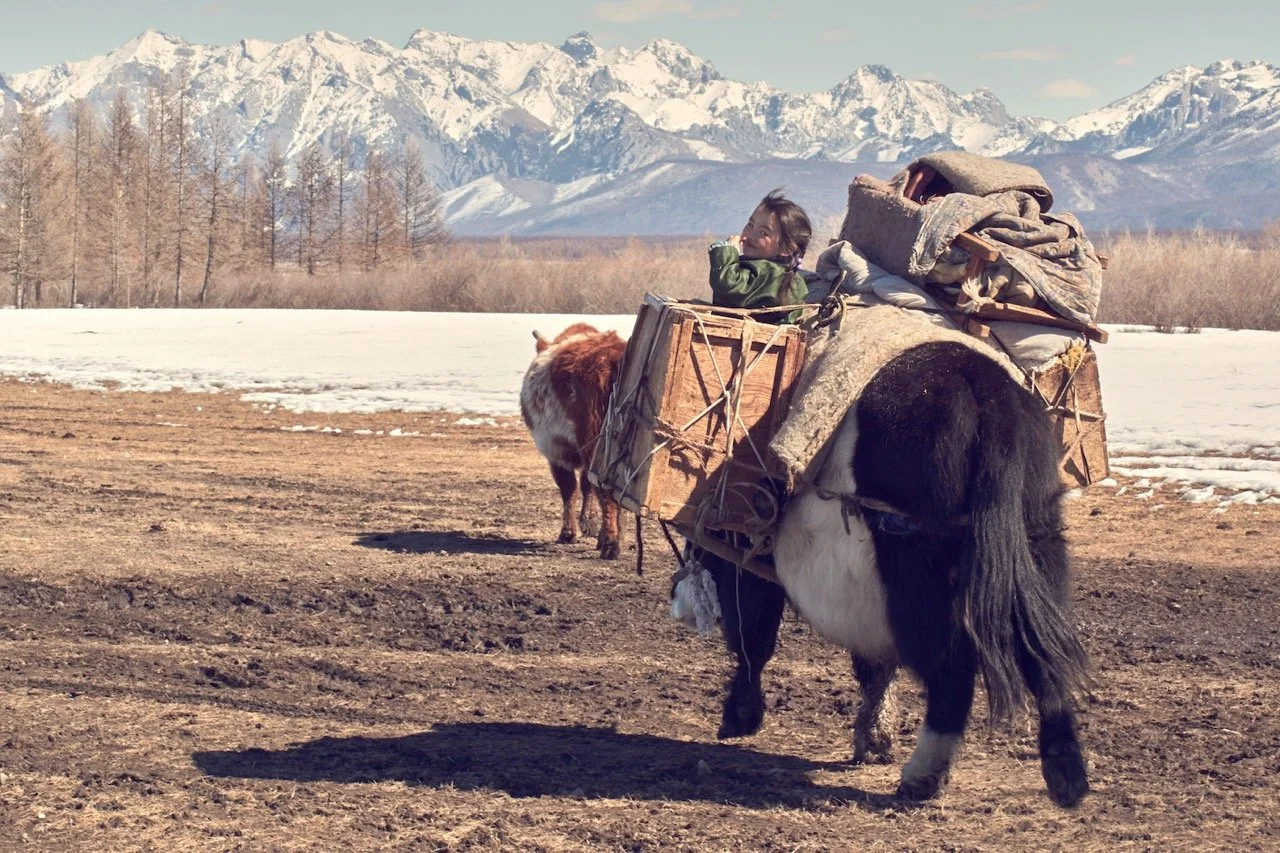 A yak carrying a child in a wooden crate, with snow-covered mountains in the background. Film Mongolia. Filming in Mongolia. Producer in Mongolia. Film Production Service in Mongolia. Fixer Service Mongolia.