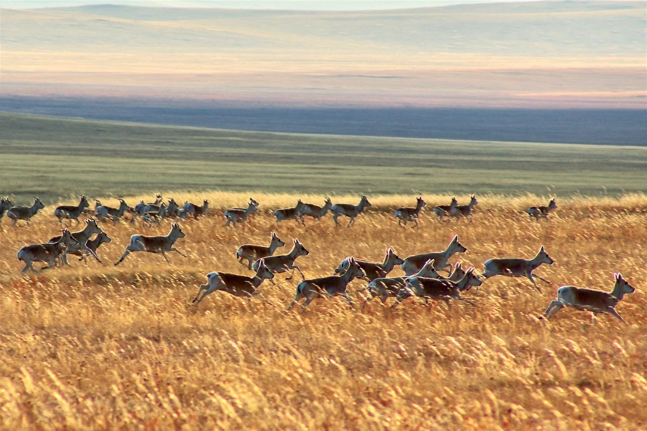 Herd of antelope running through a grassland with rolling hills in the background. Film Mongolia. Filming in Mongolia. Producer in Mongolia. Film Production Service in Mongolia. Fixer Service Mongolia.