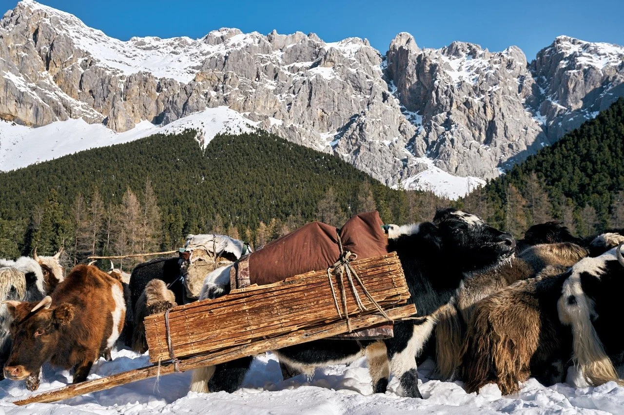 Yaks carrying loads in snowy mountains with pine trees and rocky peaks in the background. Film Mongolia. Filming in Mongolia. Producer in Mongolia. Film Production Service in Mongolia. Fixer Service Mongolia.