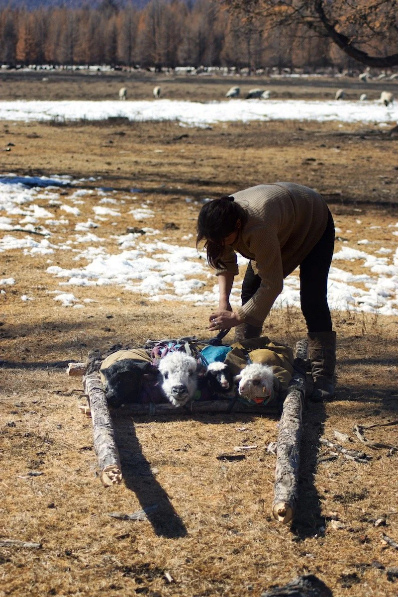 Mongol Migration in Huvsgul Province, Mongolia. Film Mongolia. Filming in Mongolia. Producer in Mongolia. Film Production Service in Mongolia. Fixer Service Mongolia.