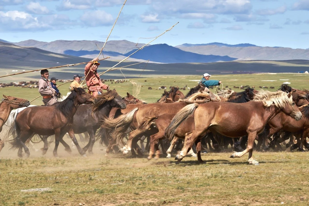 Horse herders riding among a herd of horses on a grassy plain with mountains in the background, under a blue sky with clouds. Film Mongolia. Filming in Mongolia. Producer in Mongolia. Film Production Service in Mongolia. Fixer Service Mongolia.