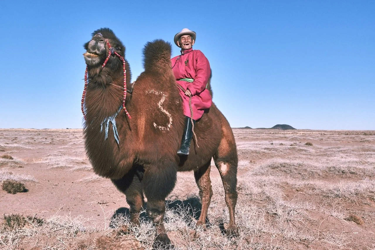 Person in a pink coat riding a Bactrian camel in Gobi desert , under a blue sky. Film Mongolia. Filming in Mongolia. Producer in Mongolia. Film Production Service in Mongolia. Fixer Service Mongolia.