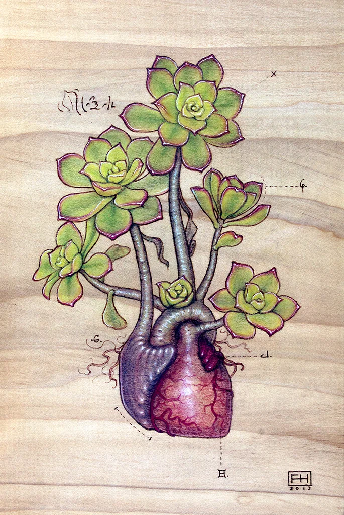 Green Aeonium Heart
