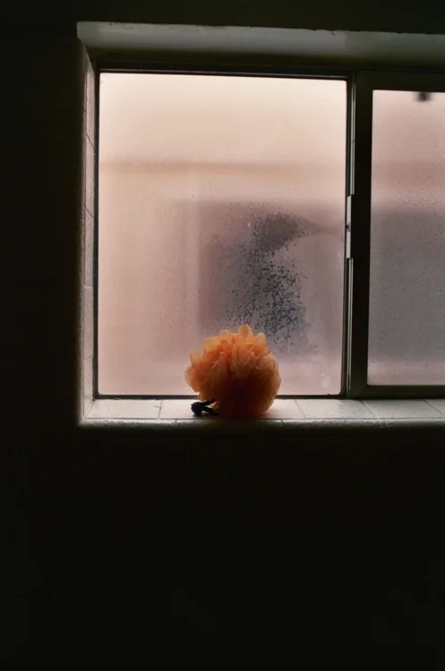loofa.jpg