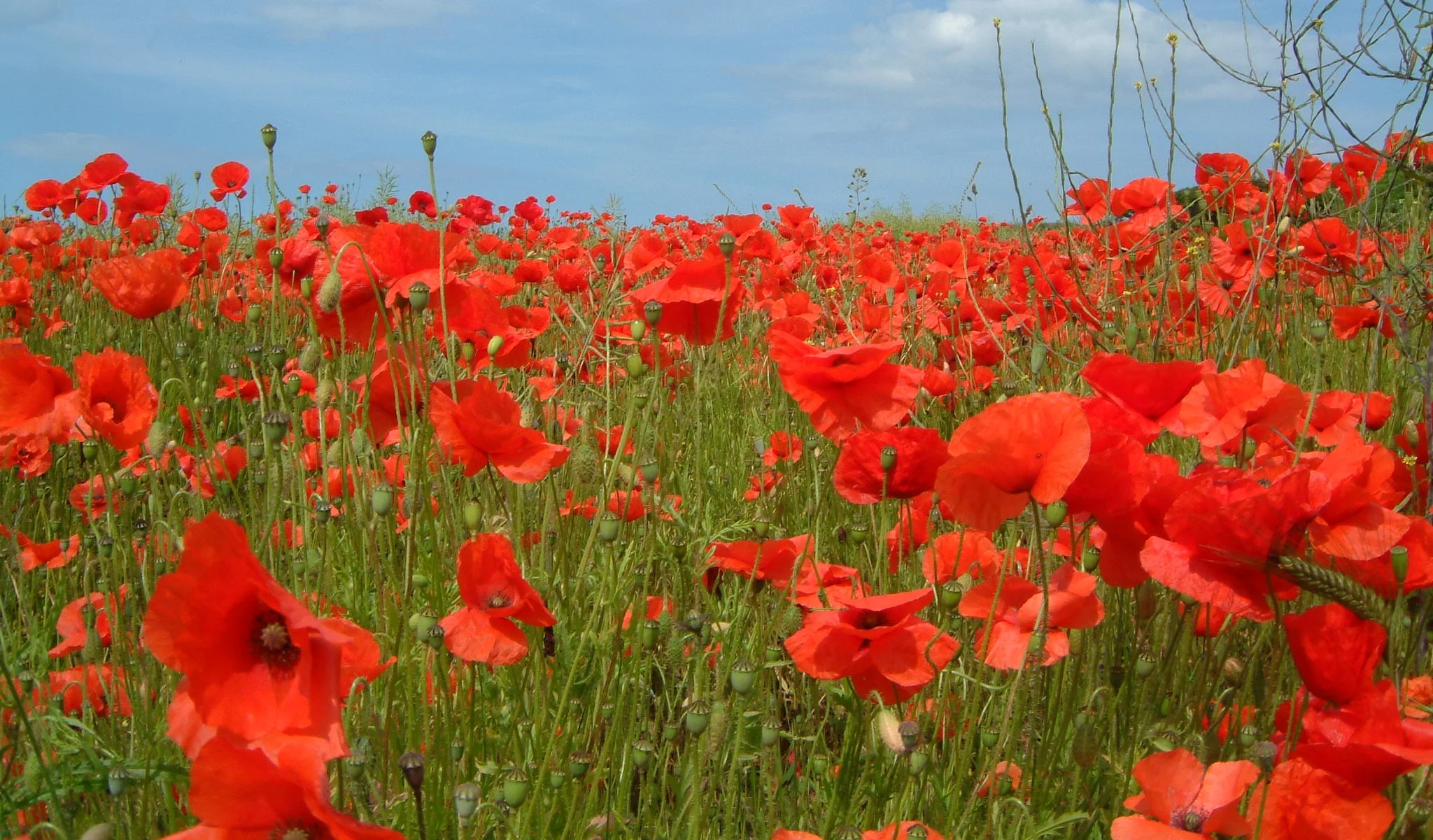 Poppy Appeal match on Weds 11 November at Aylesford