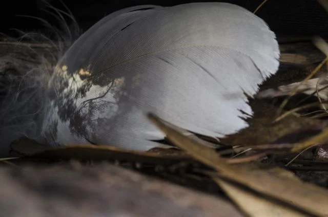 Feather_60cmW.jpg