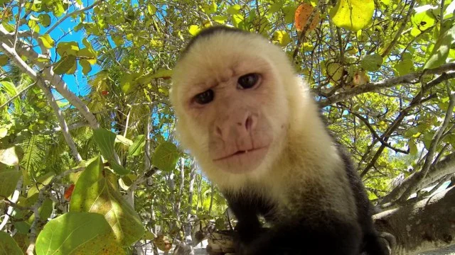 confused or just curious about that camera in your hand?