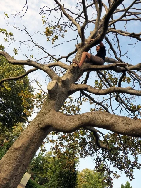 barctreerosshigh.jpg