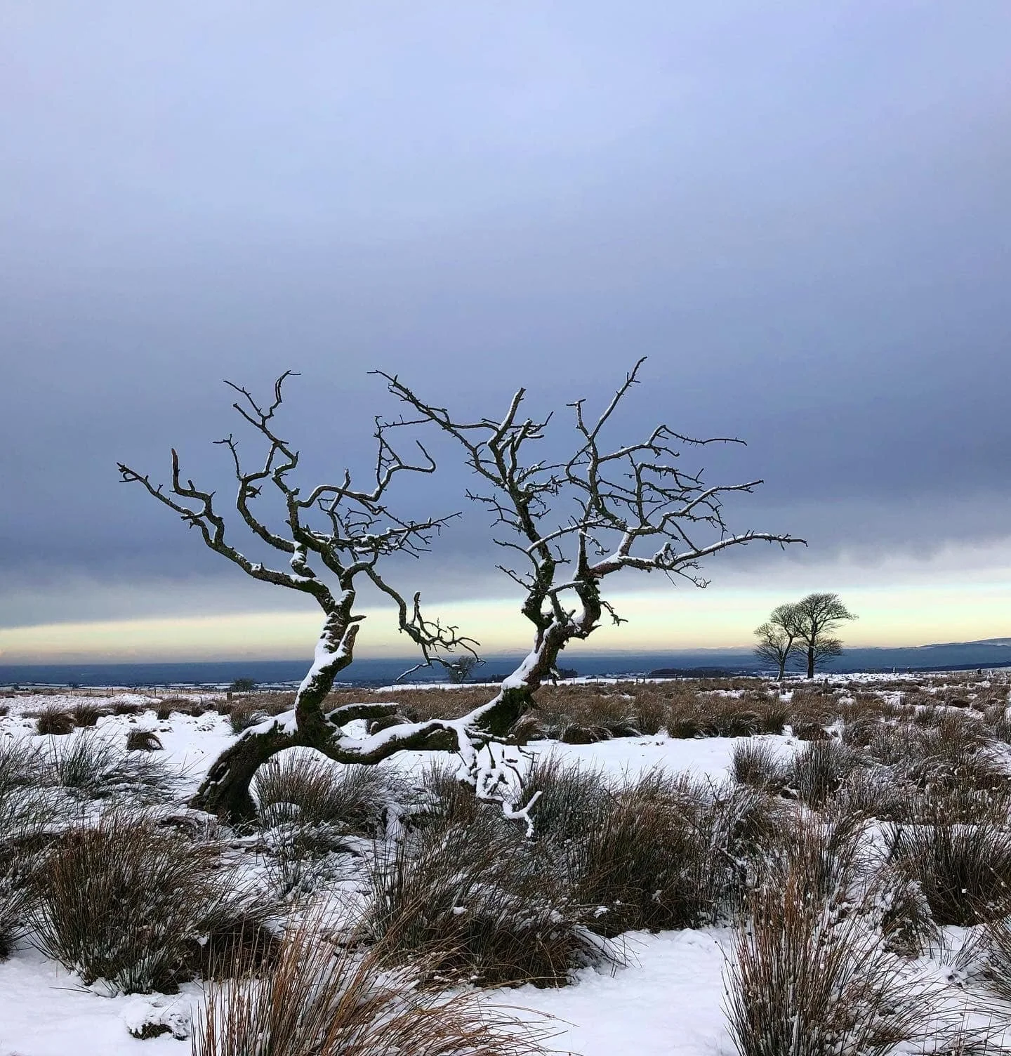 snow tree fave.jpg