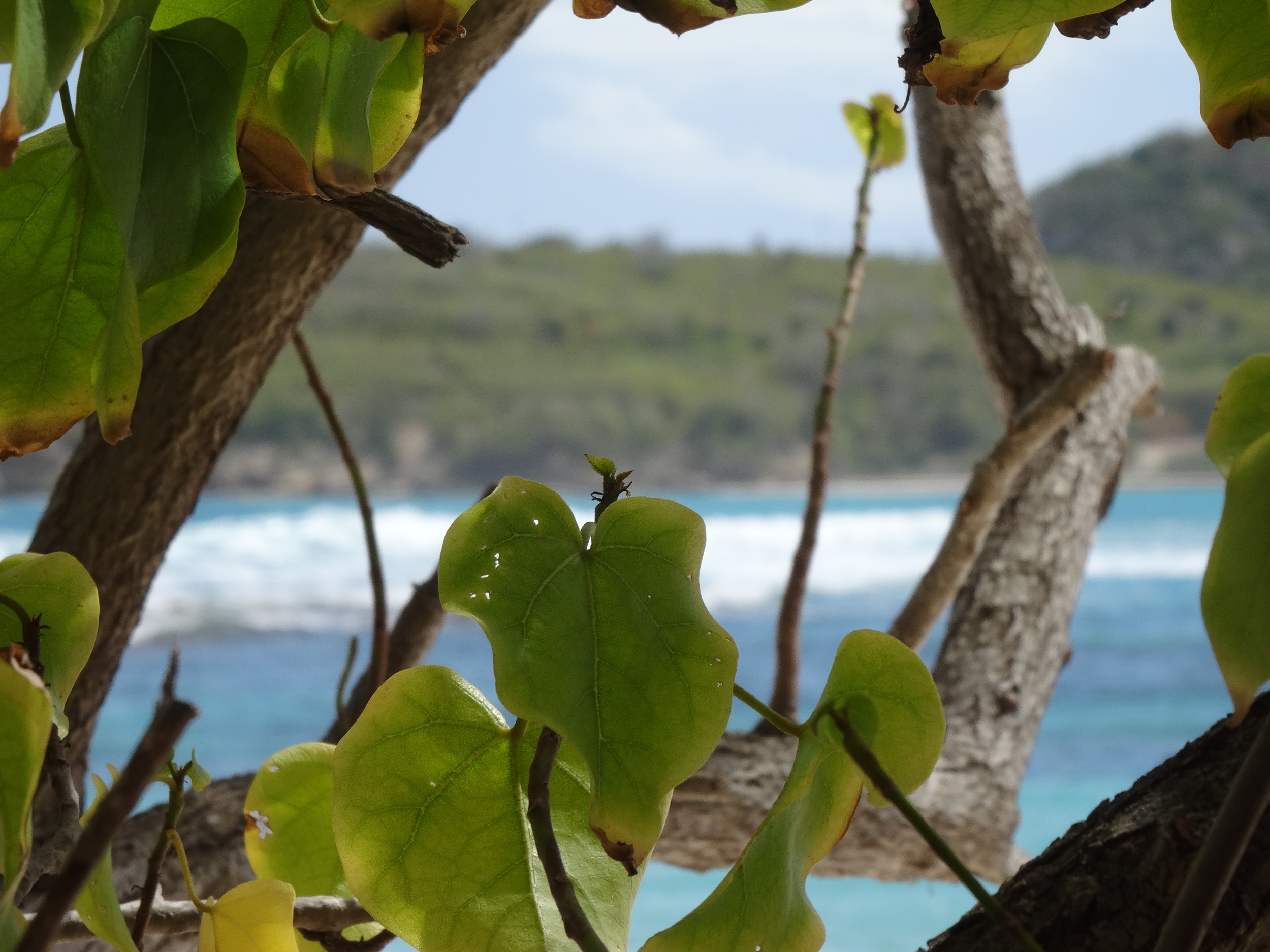 There's 'vivid' all around!