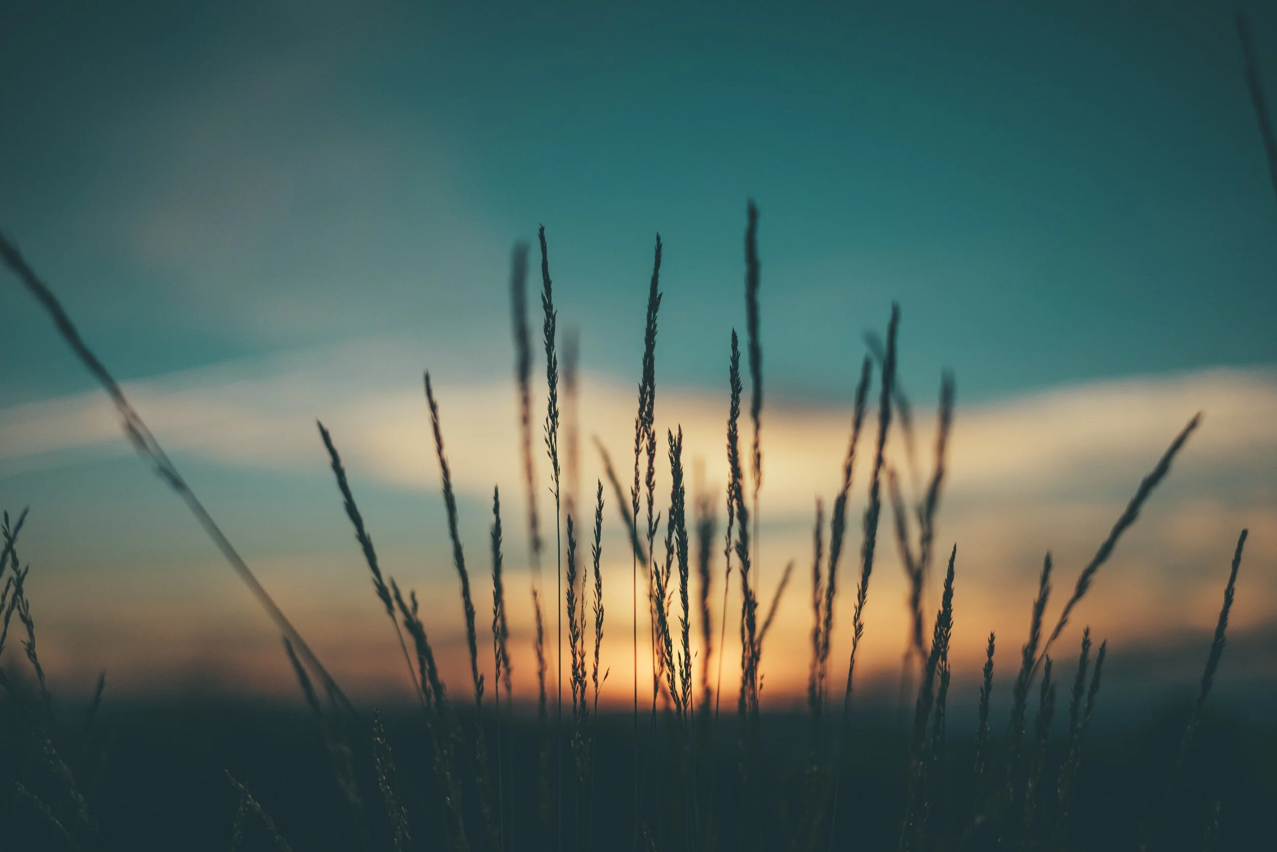 Photo grass & sunrise.jpeg