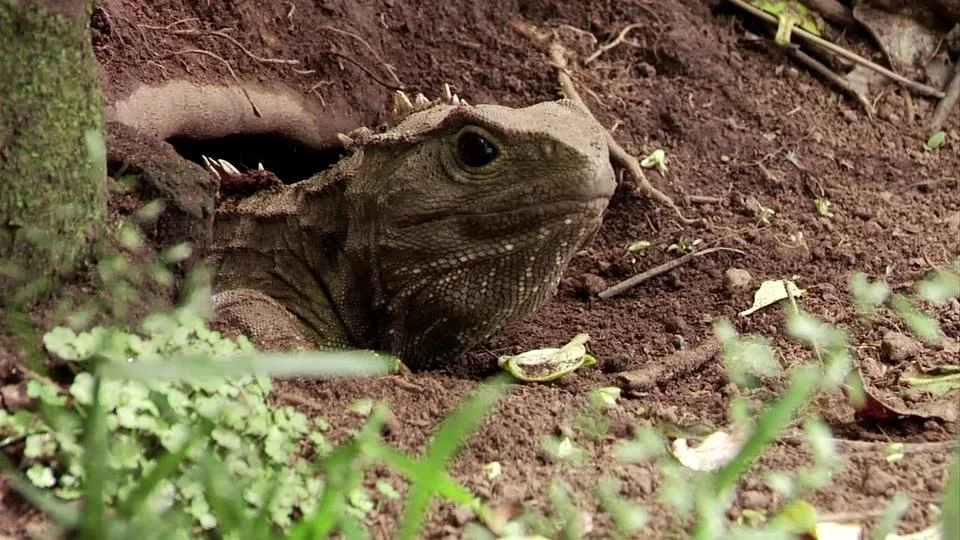 Kaitiakitanga: Three Endeavors in Conservation o Te Tau Ihu