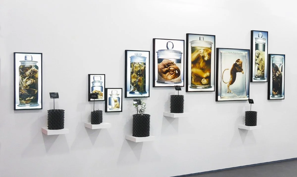 Ackroyd & Harvey, 'Conflicted Seeds + Spirit', David Attenborough Building, University of Cambridge, 2016