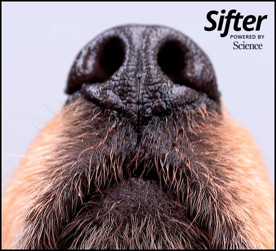 Digital_Banner_Sifter550x500.gif