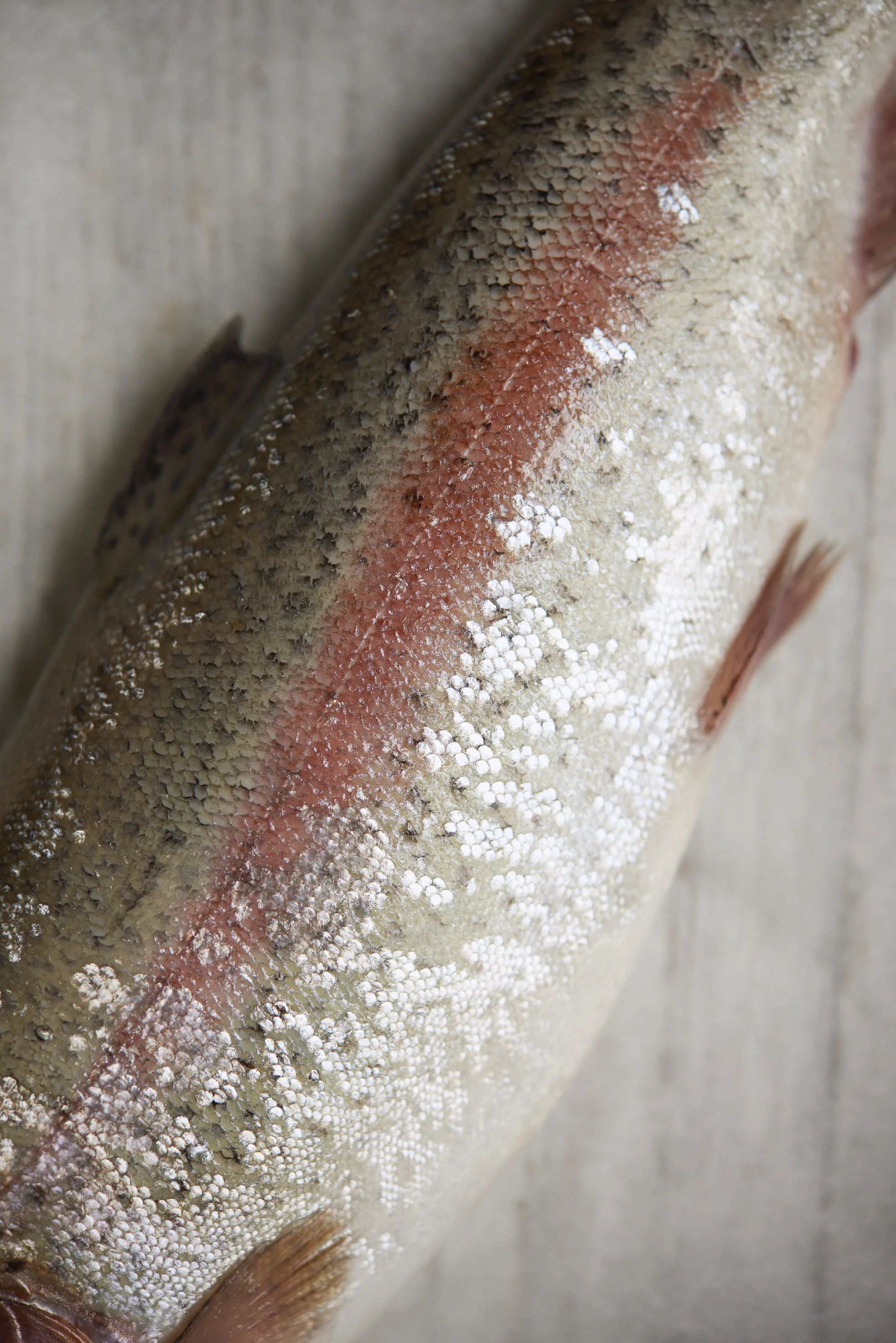 Rainbow Trout Opener_0787.jpg
