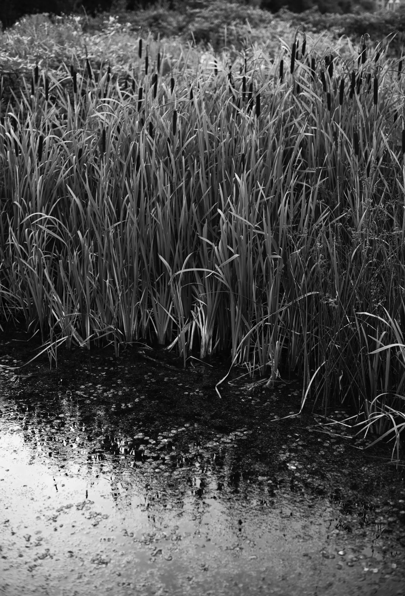 Chatterjee2828_b&w.jpg