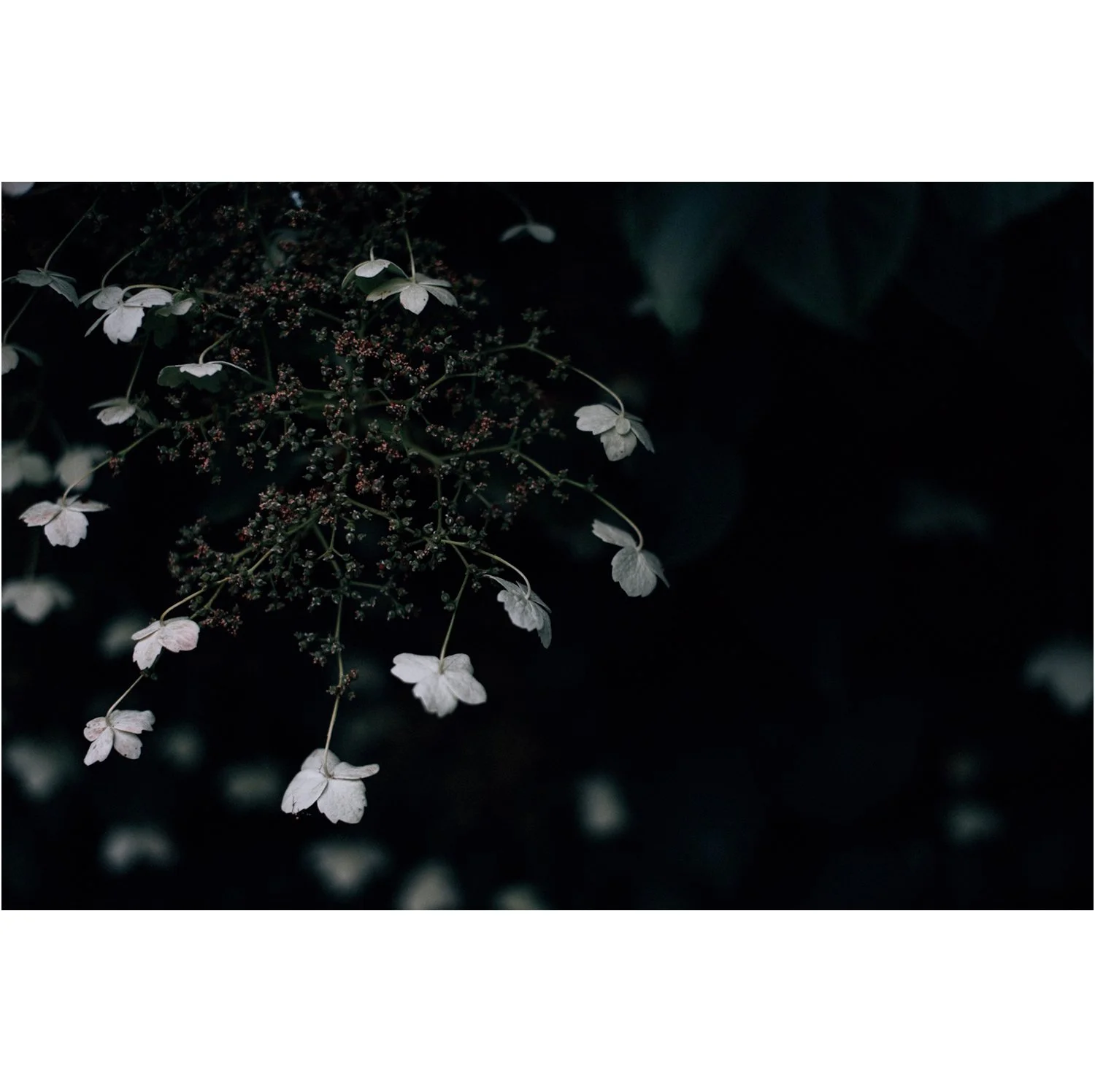 chatterjee hydrangea_ Squarespace_shop_whitesquare.jpg