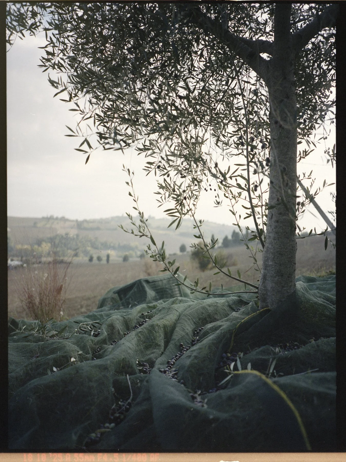 Rome_20251202_17 1 1.jpg