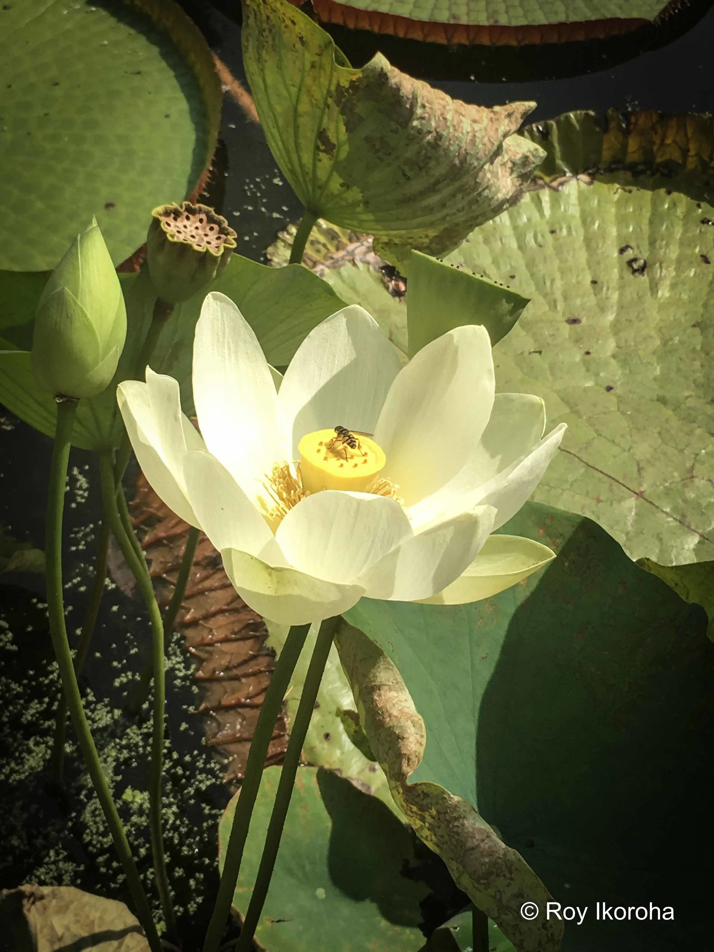 Hortus Botanicus, Amsterdam, Netherlands
