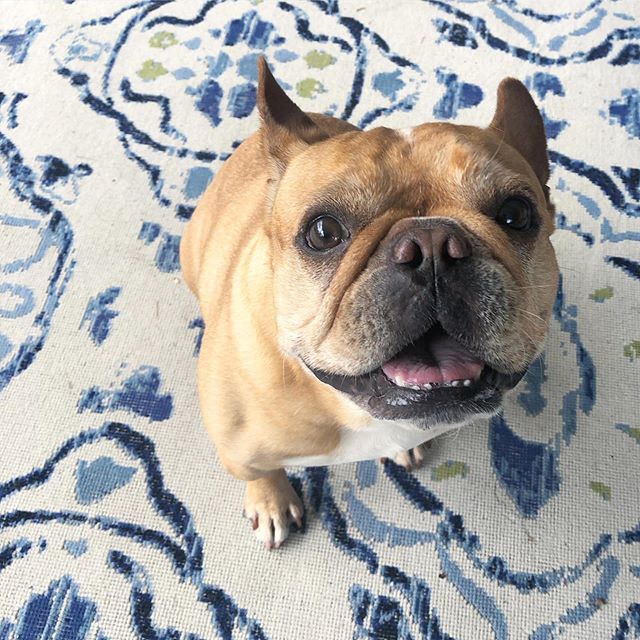 Today’s highlight: Doughnut sighting! 🍩 #pupclient #mansbestclient #weeklyfluff