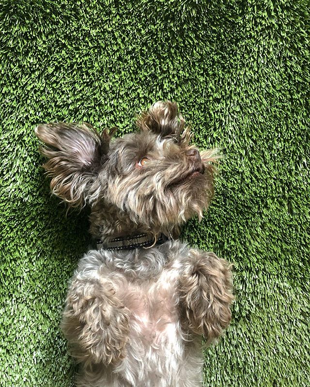 Live testing of our new Forever Lawn sample @foreverlawnpennohio #pupapproved #officedog #axeltheconqueror