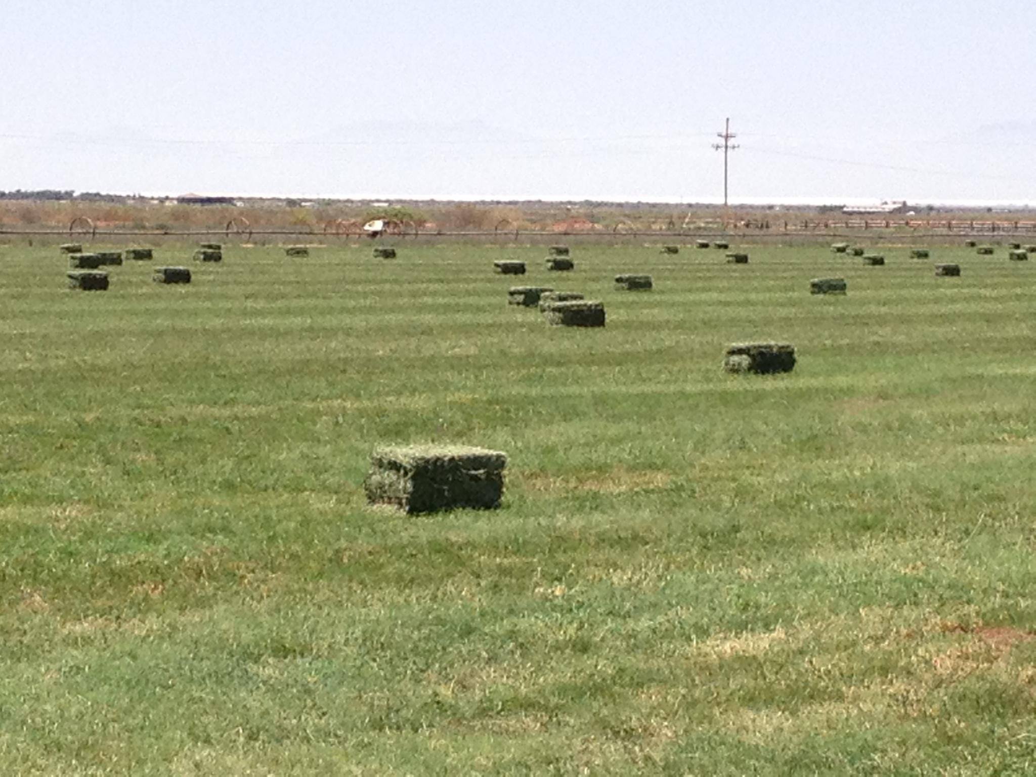 Tularosa alfalfa field
