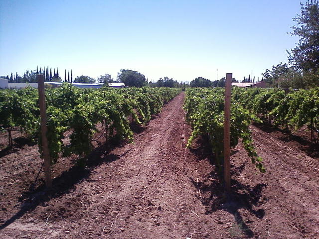  Vineyards to the north of the village. Photo courtesy of Tularosa Vineyards and Winery. 
