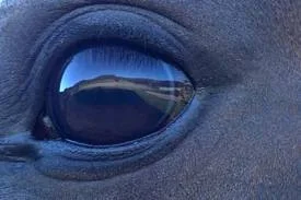 horse eye.jpg
