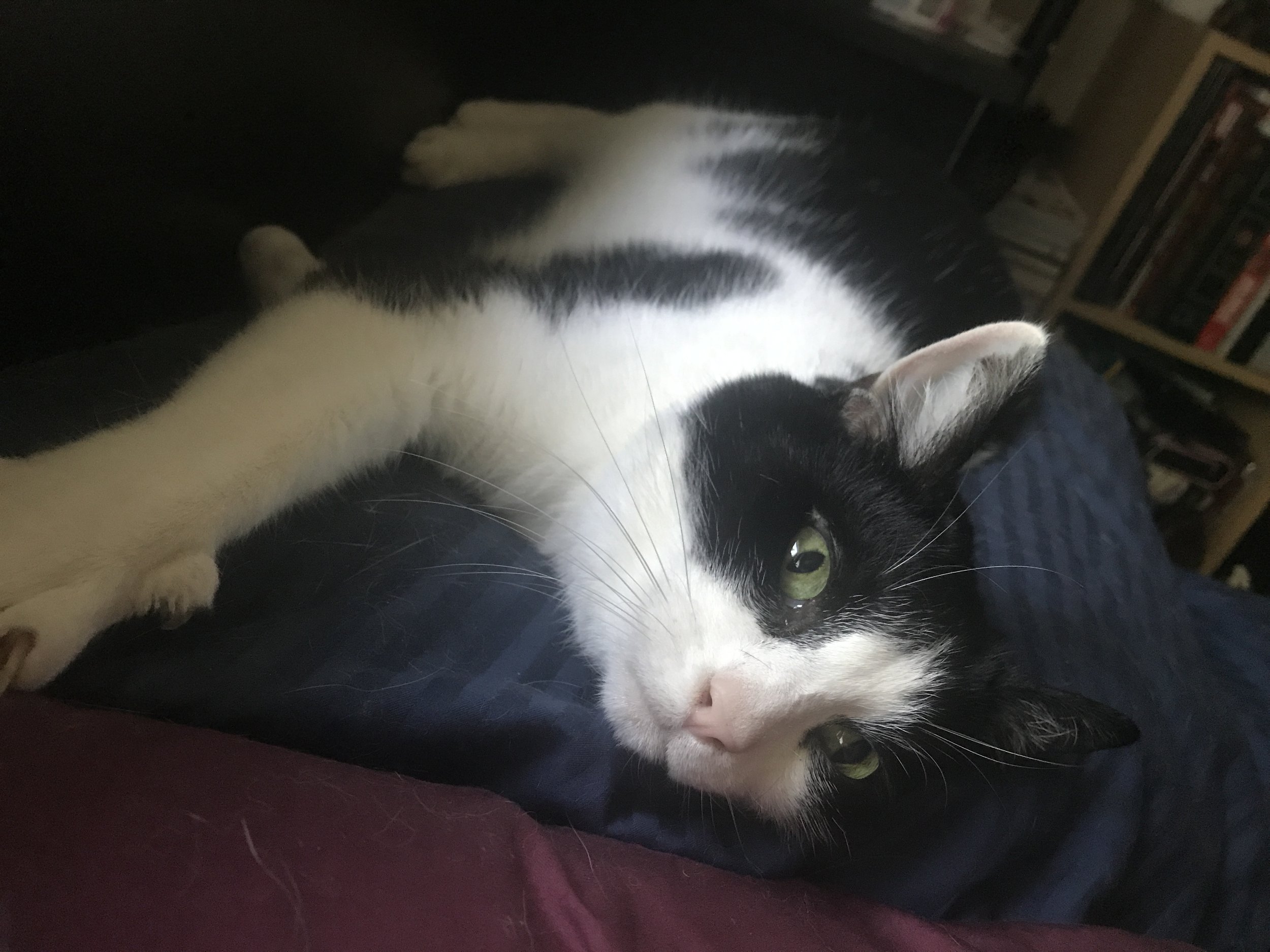 Two Years Without My Vinzy Kitty/Vinz Clortho