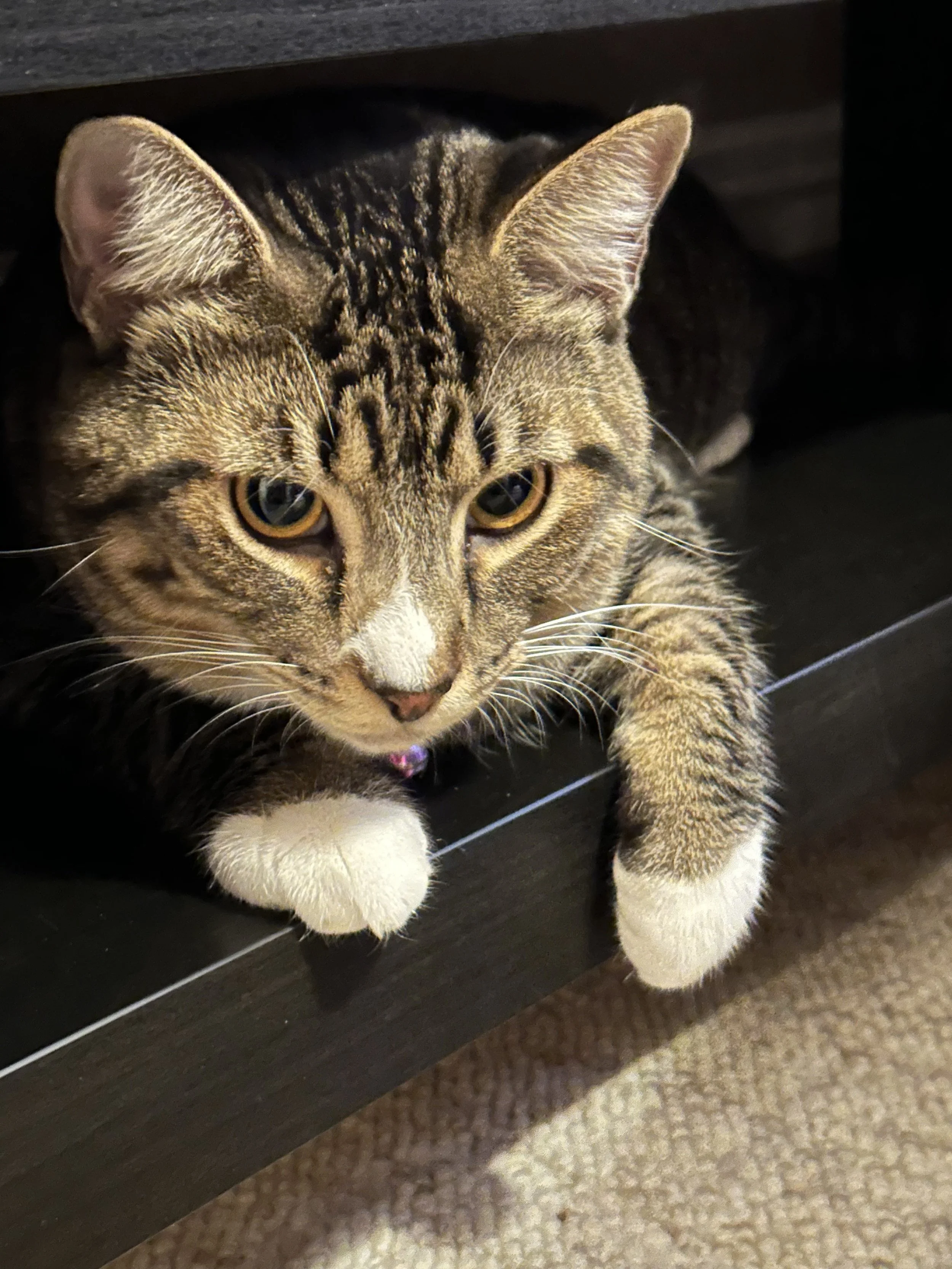 The Best 404 Page I've Ever Built Involved a Cat Named Dr. Pete and Zero Regrets