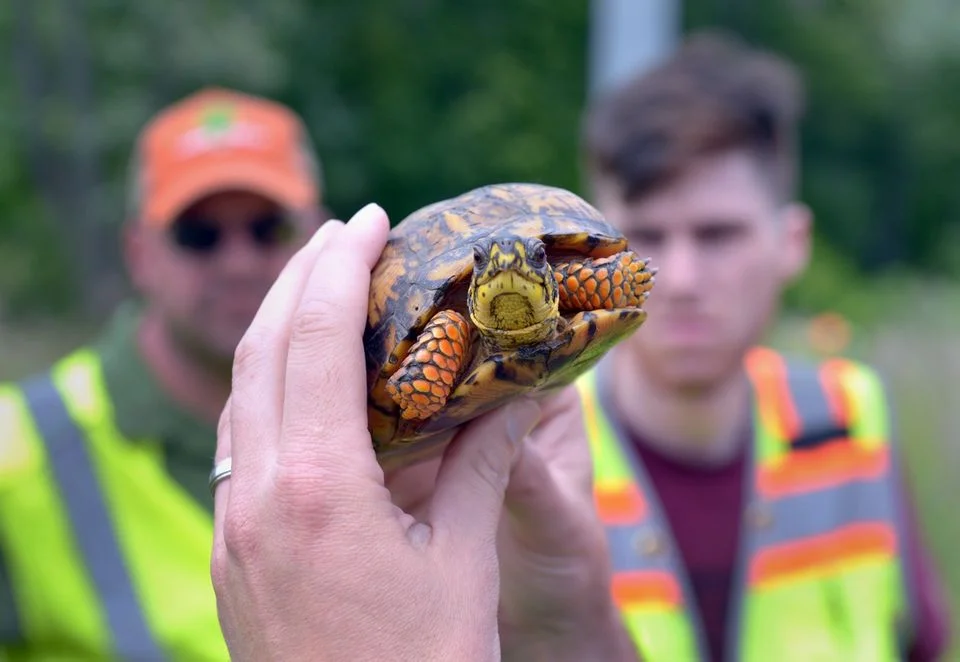 2e8_turtle_hunting_8.jpg