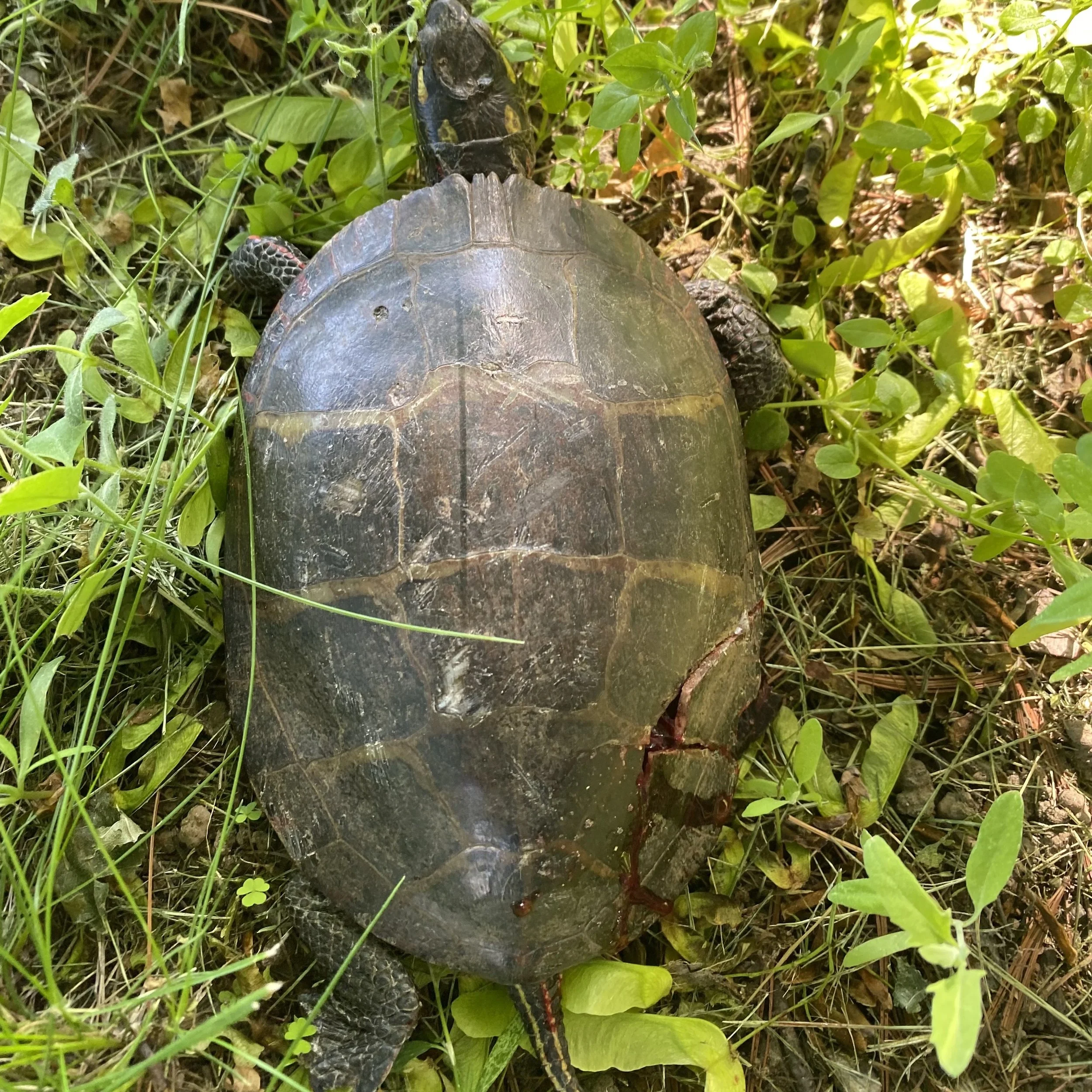Newsletter: A Cause for Shell-ebration 🐢 ; Kansas Humane Society ...