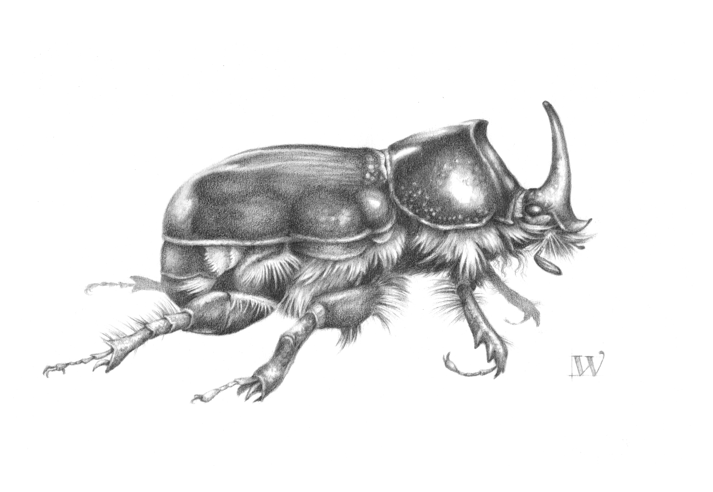Rhinoceros Beetle (Xyloryctes jamaicensis)
