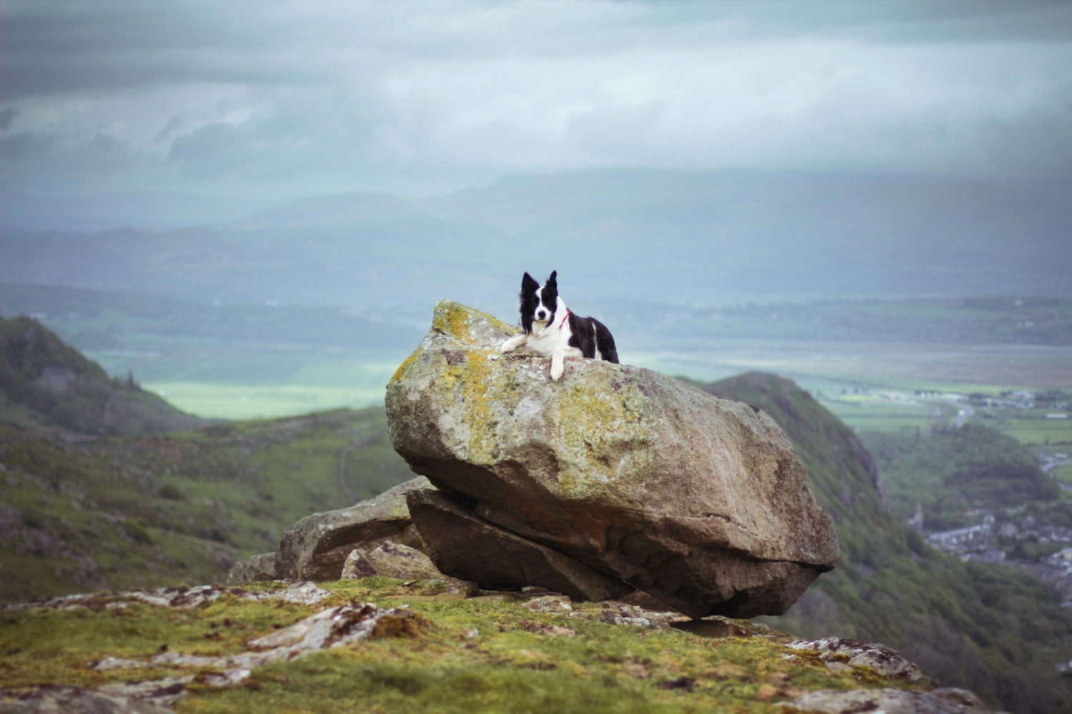  Samson, chilling atop a hill-top rock in Wales. 